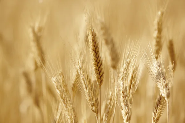 Espinhos de trigo no campo. Agricultura fundo landscap — Fotografia de Stock