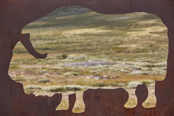 Misk öküzü siluet. Dovrefjell-Sunndalsfjella Milli Parkı. Ne de — Stok fotoğraf