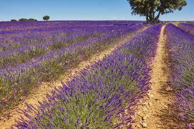 Yazın lavanta tarlaları. Guadalajara, İspanya. Tarım