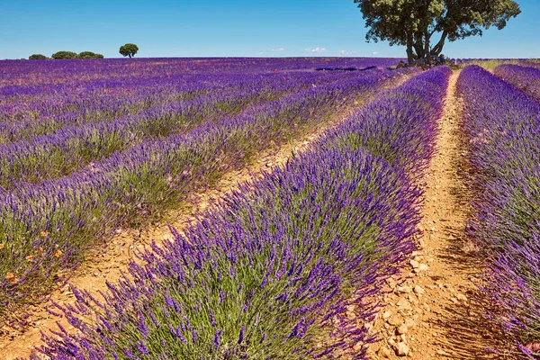 Yazın lavanta tarlaları. Guadalajara, İspanya. Tarım