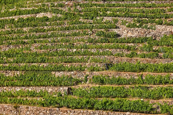 Ribeira Sacra Terrazza Vigneti Sil Fiume Galizia Spagna — Foto Stock