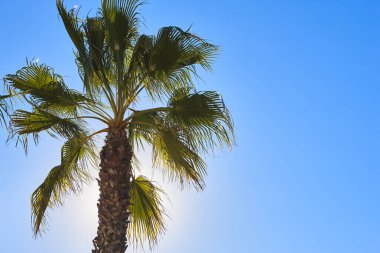 Palmiye yaprakları mavi gökyüzünün altında. Uzayı kopyala Tropik 