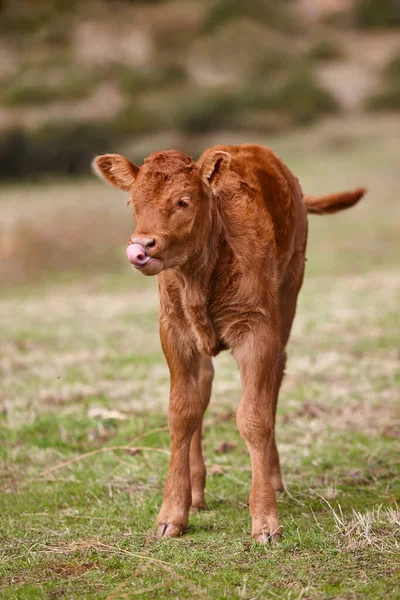 Veau Non Sevré Broutant Campagne Industrie Agricole — Photo