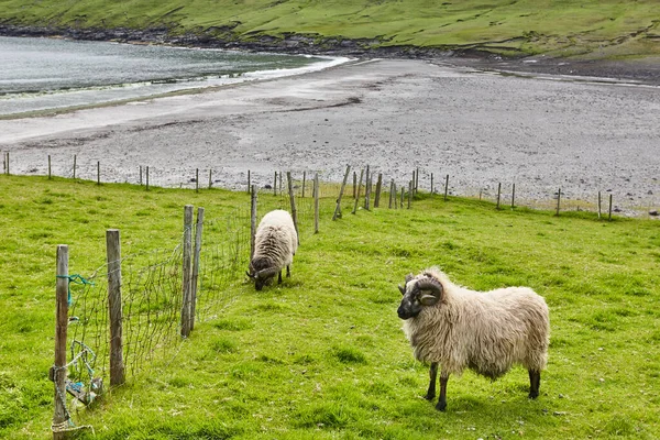 Paisaje Tradicional Las Islas Feroe Con Ovejas Pastando Océano Atlántico — Foto de Stock