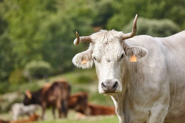 Cows Grazing Countryside Looking Camera Agriculture — Stock Photo, Image