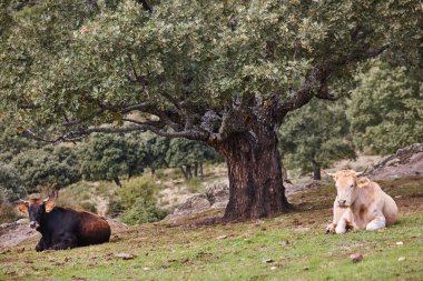 İnekler bir meşe ağacının altında kırsalda otluyor. Tarım