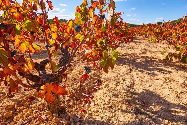 Vineyards Plantation Utiel Requena Harvest Time Valencia Spain — Stock Photo, Image