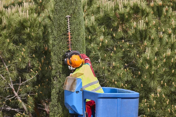 Giardiniere Potatura Cipresso Una Gru Manutenzione Alberi Stagionali — Foto Stock