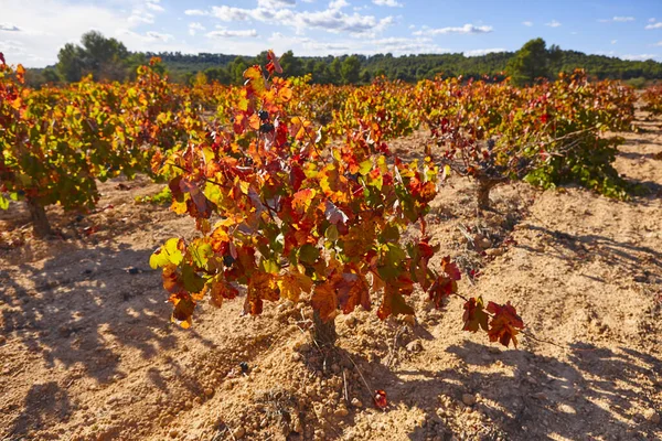 Plantação Vinhas Utiel Requena Hora Colheita Valência Espanha — Fotografia de Stock