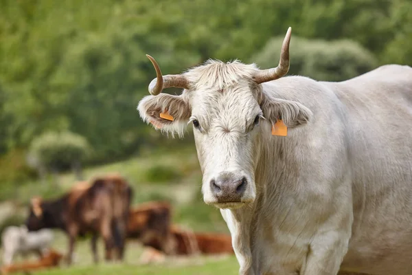 Kor Betar Landet Solig Dag Jordbruk — Stockfoto