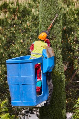 Bahçıvan, vinçte testere ile selvi ağacını buduyor.