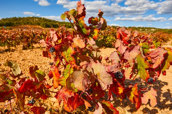 Plantação Vinhas Utiel Requena Hora Colheita Valência Espanha — Fotografia de Stock