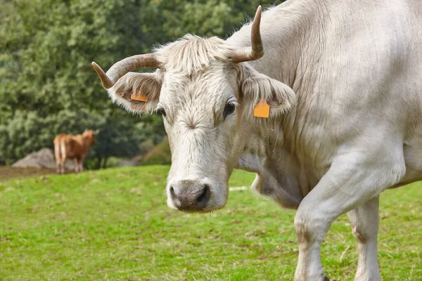 Αγελάδες Βόσκουν Στην Ύπαιθρο Μια Ηλιόλουστη Μέρα Γεωργία — Φωτογραφία Αρχείου