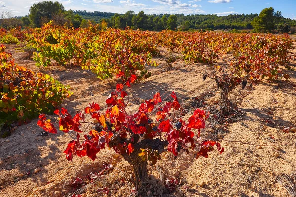 Vineyards Plantation Utiel Requena Harvest Time Valencia Spain — Stock Photo, Image