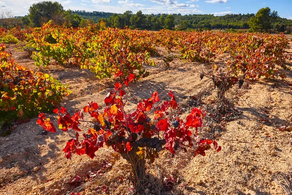 Plantação Vinhas Utiel Requena Hora Colheita Valência Espanha — Fotografia de Stock