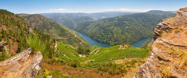 Ribeira sacra terrace vineyards panoramic view in Galicia, Spain clipart