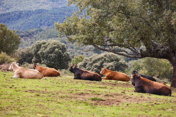 Vacas Pastando Campo Día Soleado Agricultura — Foto de Stock
