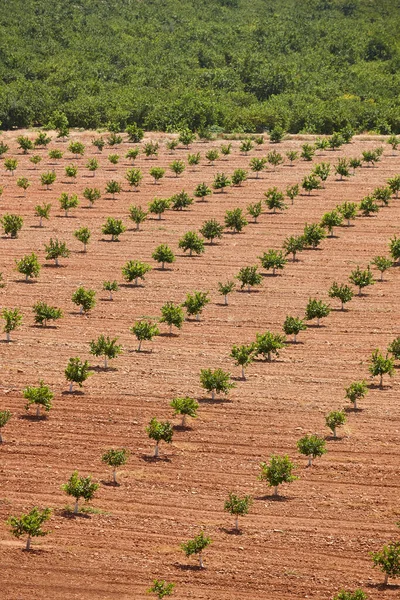 Zitronenplantage Murcia Spanien Zitrusfrüchte Gesunde Industrielle Landwirtschaft Vertikal — Stockfoto