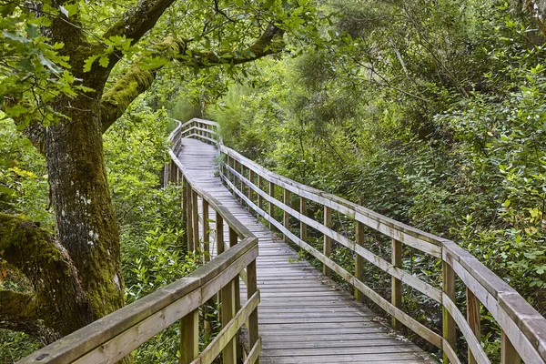 Caminho Madeira Para Floresta Rio Mao Ribeira Sacra Espanha — Fotografia de Stock