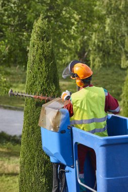 Bahçıvan zincir testere ve vinçle selvi ağacını buduyor.