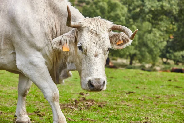 Коровы Пасутся Сельской Местности Солнечный День Сельское Хозяйство — стоковое фото