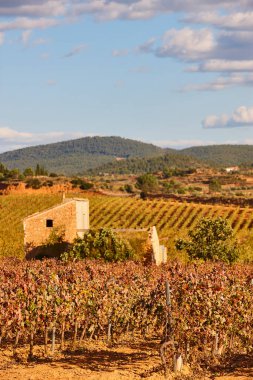 Utiel Requena 'daki üzüm bağları çiftliği. Hasat zamanı. Valencia, İspanya