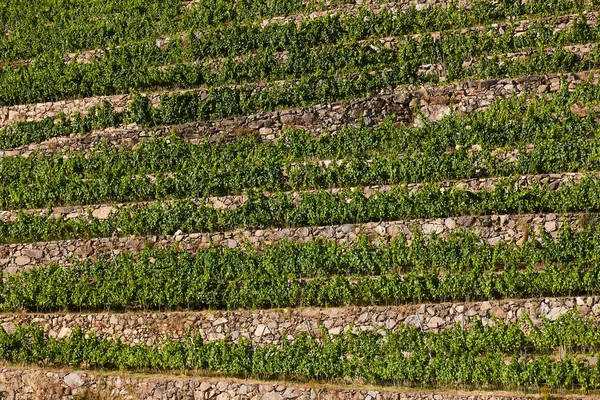 Ribeira Sacra Terraço Vinhas Rio Sil Galiza Espanha — Fotografia de Stock