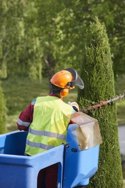 Bahçıvan, vinçte testere ile selvi ağacını buduyor.