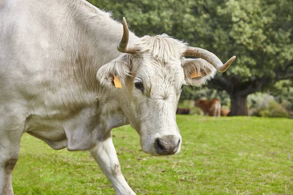 Cow Grazing Countryside Looking Camera Agriculture — Stock Photo, Image