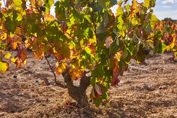 Plantação Vinhas Utiel Requena Hora Colheita Valência Espanha — Fotografia de Stock