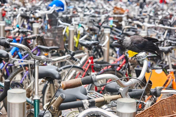 Vogelleben Der Stadt Natur Urbane Umgebung Fahrradabstellplatz — Stockfoto