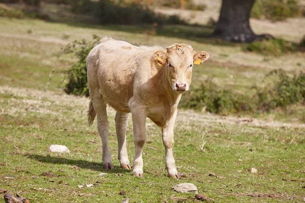 小牛犊在农村吃草 — 图库照片