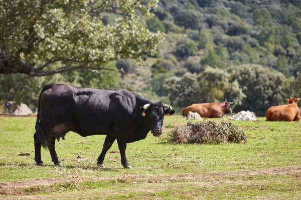 Krowy Pasą Się Wsi Słoneczny Dzień Rolnictwo — Zdjęcie stockowe