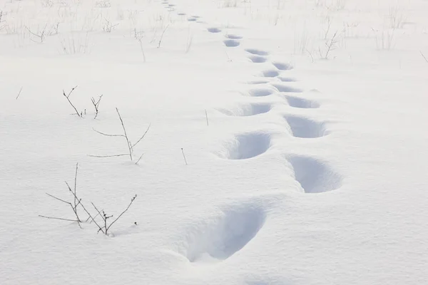 Voetstappen Sneeuw Natuur Wit Winterlandschap Voetpad — Stockfoto