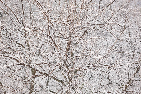 Árvore Floresta Nevada Hora Inverno Fundo Natureza Idílica Não Pessoas — Fotografia de Stock