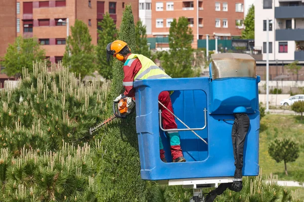 Giardiniere Urbano Potatura Cipresso Città Manutenzione Stagionale — Foto Stock