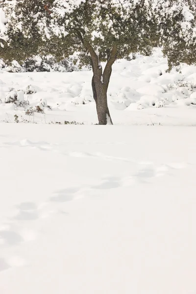 Sneeuwwitje Boslandschap Wintertijd Idyllische Natuur Achtergrond Geen Mensen — Stockfoto