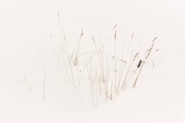 Narin karlı kış manzarası. Beyaz doğa geçmişi. Mevsimlik. Hava Durumu