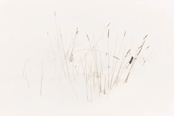 Delicate Snowy Winter Landscape White Nature Background Seasonal Weather — Stock Photo, Image