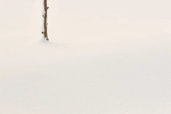 Sněžná Lesní Krajina Osamělý Kufr Idylické Pozadí Přírody Žádní Lidé — Stock fotografie