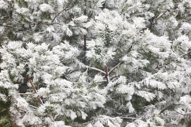 Karlı çam ağacı detayı. Kış zamanı. İdealik doğa geçmişi. Kartpostal