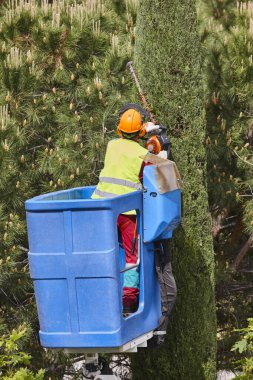 Bahçıvan zincir testere ve vinçle selvi ağacını buduyor.