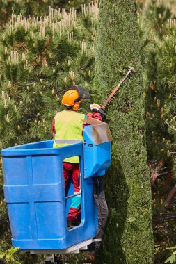 Bahçıvan zincir testere ve vinçle selvi ağacını buduyor.