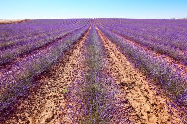 Yazın lavanta tarlaları. Guadalajara, İspanya. Tarım