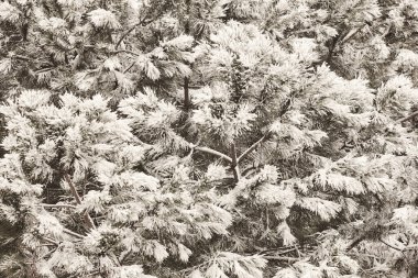Karlı çam ağacı detayı. Kış zamanı. İdealik doğa geçmişi. Kartpostal