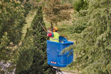 Bahçıvan vinçte selvi buduyor. Mevsimlik ağaç bakımı