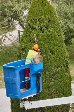 Bahçıvan vinçte selvi buduyor. Mevsimlik ağaç bakımı