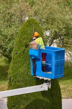 Bahçıvan vinçte selvi buduyor. Mevsimlik ağaç bakımı