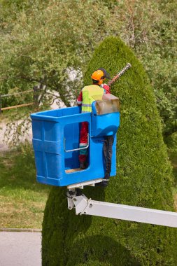 Bahçıvan vinçte selvi buduyor. Mevsimlik ağaç bakımı