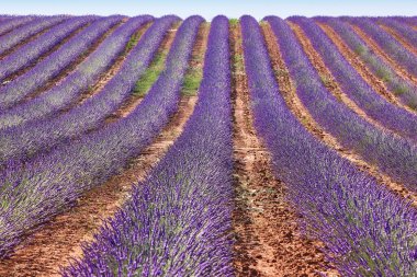 Yazın lavanta tarlaları. Guadalajara, İspanya. Tarım